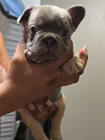Axiel  puppies, a male French Bulldog for sale in Bellwood, IL – 3 of 10