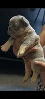 Axiel  puppies, a male French Bulldog for sale in Bellwood, IL – 6 of 10
