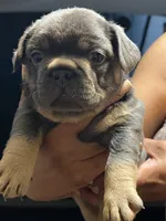 Axiel  puppies, a male French Bulldog for sale in Bellwood, IL – 4 of 10