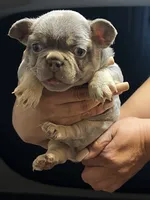 Axiel  puppies, a male French Bulldog for sale in Bellwood, IL – 10 of 10