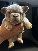 Axiel  puppies, a male French Bulldog for sale in Bellwood, IL – 8 of 10