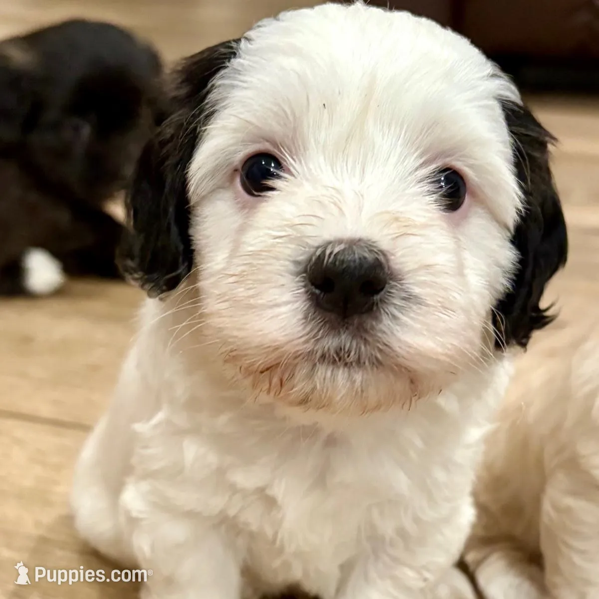 Snoopy, a male Coton de Tulear for sale in Palm Beach Gardens, FL – Photo 2 of 5