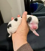 Snoopy, a male Coton de Tulear for sale in Palm Beach Gardens, FL – Photo 3 of 5