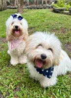 Snoopy, a male Coton de Tulear for sale in Palm Beach Gardens, FL – Photo 5 of 5