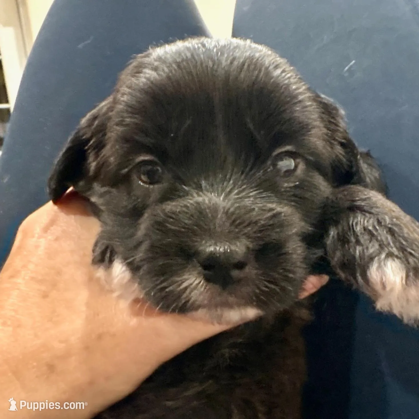 Rocky, a male Coton de Tulear for sale in Palm Beach Gardens, FL – Photo 2 of 7