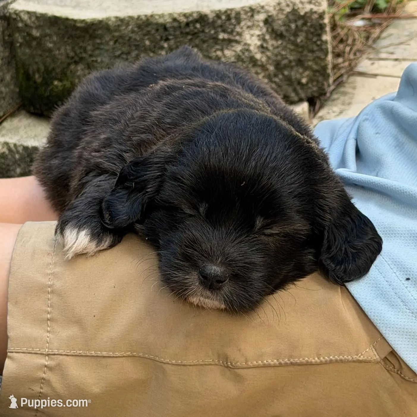 Rocky, a male Coton de Tulear for sale in Palm Beach Gardens, FL – Photo 3 of 7