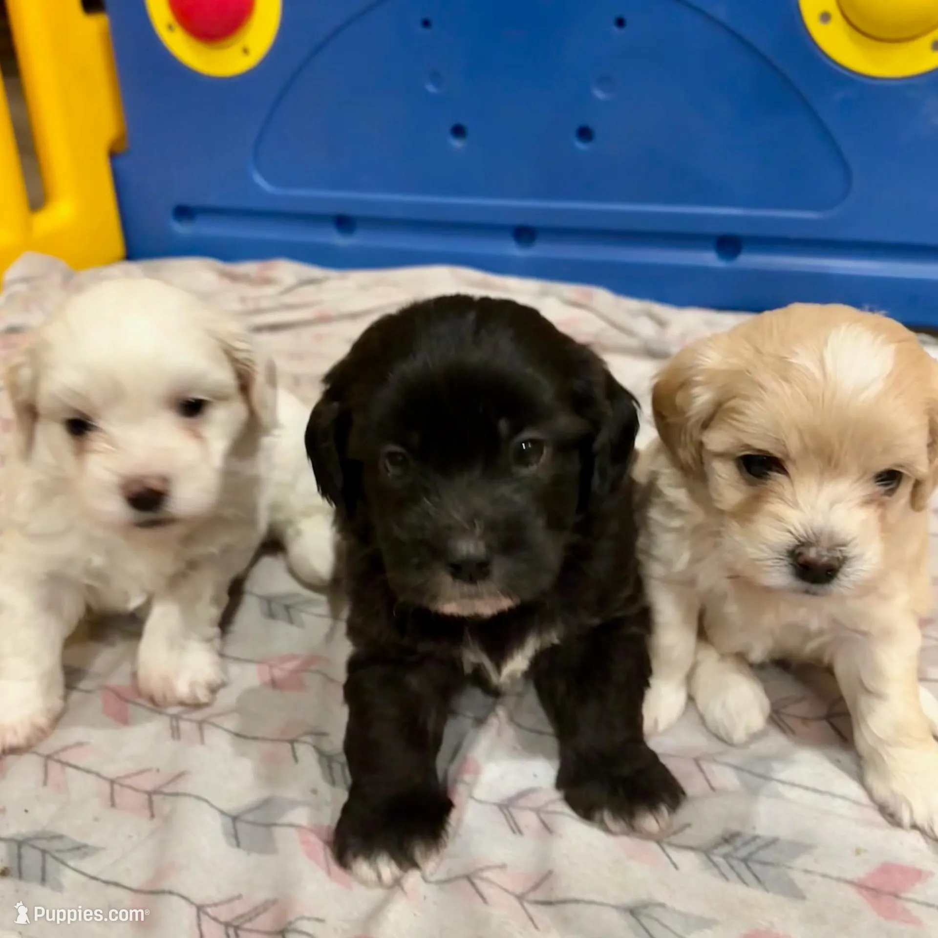 Rocky, a male Coton de Tulear for sale in Palm Beach Gardens, FL – Photo 4 of 7