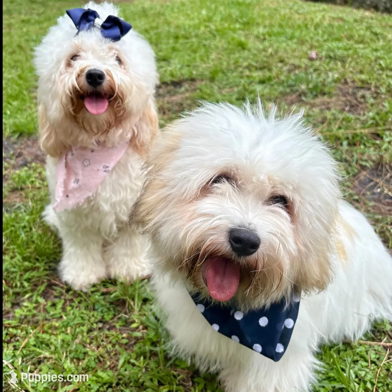 Rocky, a male Coton de Tulear for sale in Palm Beach Gardens, FL – Photo 7 of 7