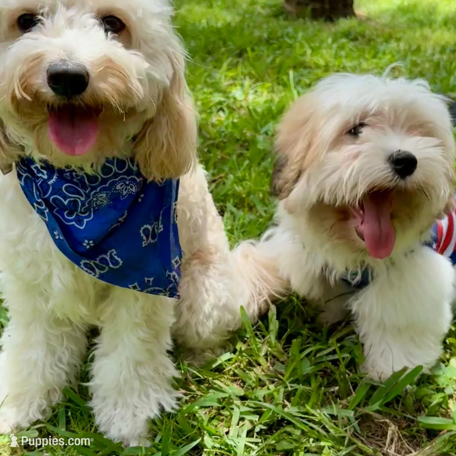 Rocky, a male Coton de Tulear for sale in Palm Beach Gardens, FL – Photo 6 of 7
