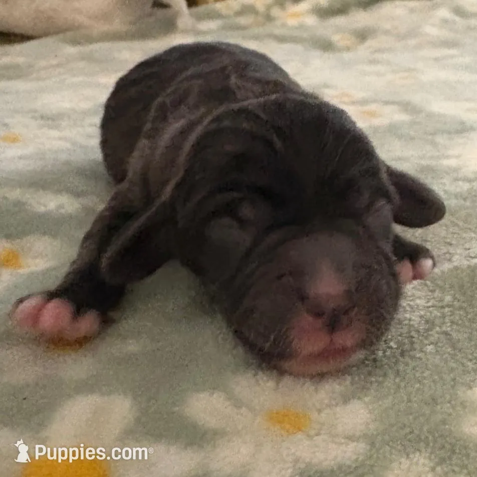 Rocky, a male Coton de Tulear for sale in Palm Beach Gardens, FL – Photo 5 of 7