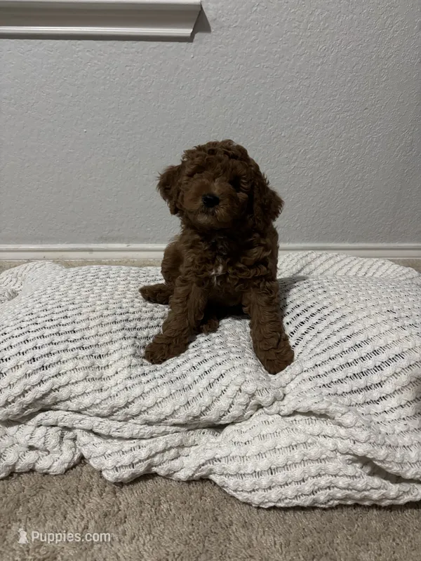 Lion – Bernedoodle puppy for sale in Fort Worth, TX