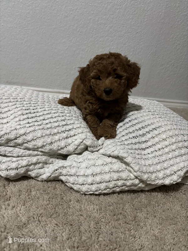 Golden – Bernedoodle puppy for sale in Fort Worth, TX