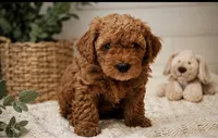 Golden, a male Bernedoodle for sale in Fort Worth, TX – 2 of 2