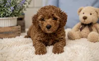 Golden, a male Bernedoodle for sale in Fort Worth, TX – 1 of 2