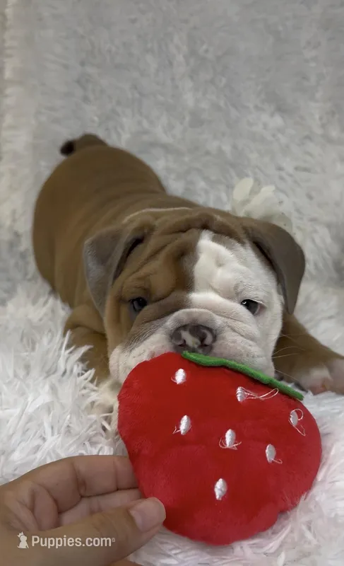 Babs – English Bulldog puppy for sale in Phoenix, AZ