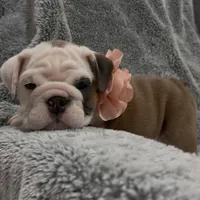 Kit Kat, a female English Bulldog for sale in Phoenix, AZ – Photo 4 of 5