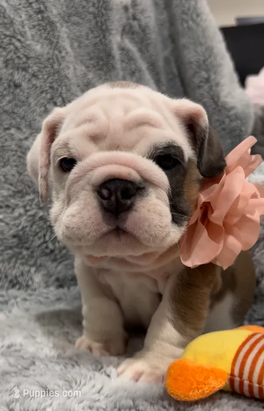 Kit Kat, a female English Bulldog for sale in Phoenix, AZ – Photo 1 of 5