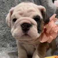 Kit Kat, a female English Bulldog for sale in Phoenix, AZ – Photo 1 of 5