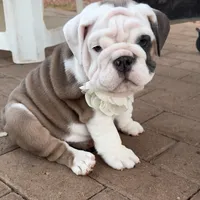 Kit Kat, a female English Bulldog for sale in Phoenix, AZ – Photo 3 of 5