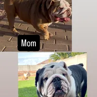 Kit Kat, a female English Bulldog for sale in Phoenix, AZ – Photo 5 of 5