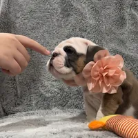 Kit Kat, a female English Bulldog for sale in Phoenix, AZ – Photo 2 of 5