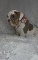 Marlene, a female English Bulldog for sale in Phoenix, AZ – Photo 2 of 3