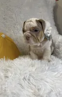 Marlene, a female English Bulldog for sale in Phoenix, AZ – Photo 1 of 3