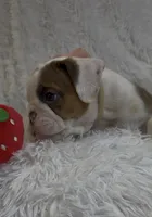 Clara, a female English Bulldog for sale in Phoenix, AZ – Photo 2 of 3