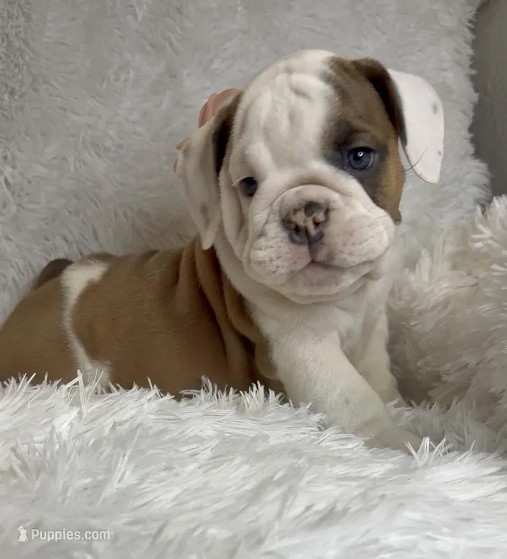 Clara, a female English Bulldog for sale in Phoenix, AZ – Photo 1 of 3