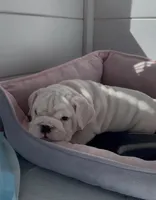 Ice Bear, a male English Bulldog for sale in Phoenix, AZ – Photo 3 of 3