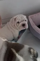 Ice Bear, a male English Bulldog for sale in Phoenix, AZ – Photo 2 of 3