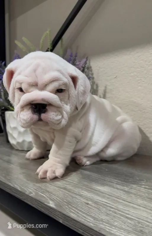 Ice Bear – English Bulldog puppy for sale in Phoenix, AZ
