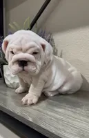 Ice Bear, a male English Bulldog for sale in Phoenix, AZ – Photo 1 of 3