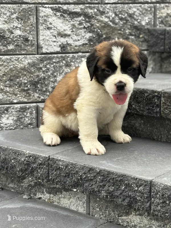 Liberty  – Saint Bernard puppy for sale in Greencastle, PA
