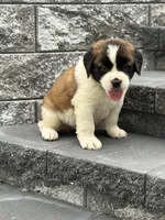 Liberty , a female Saint Bernard for sale in Greencastle, PA – 1 of 1