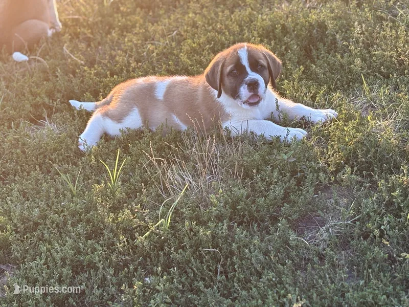 Tracker – Saint Bernard puppy for sale in Greencastle, PA
