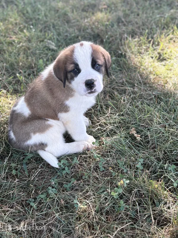 Zuma – Saint Bernard puppy for sale in Greencastle, PA