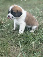 Tracker, a male Saint Bernard for sale in Greencastle, PA – 2 of 3