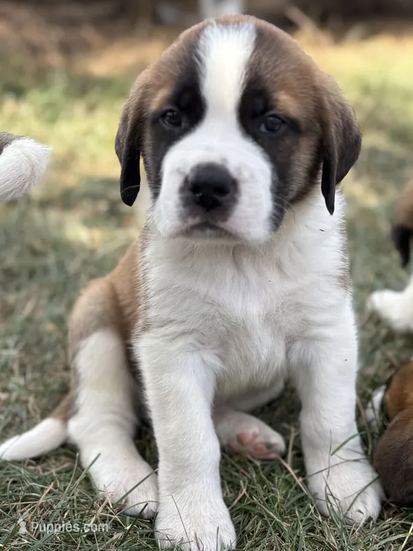 Rex – Saint Bernard puppy for sale in Greencastle, PA