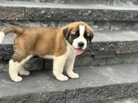 Rex, a male Saint Bernard for sale in Greencastle, PA – 2 of 2