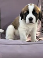 Ace, a male Saint Bernard for sale in Greencastle, PA – 2 of 3