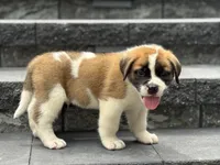 Tracker, a male Saint Bernard for sale in Greencastle, PA – 1 of 3