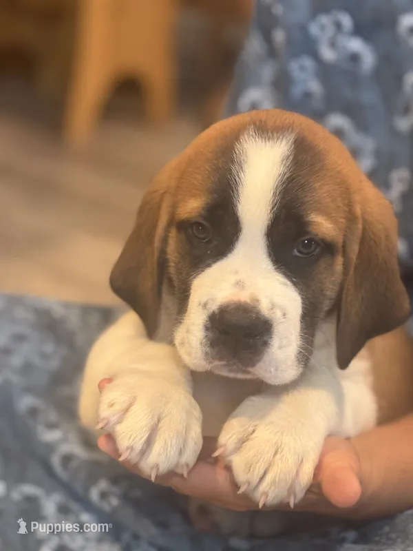 Rex – Saint Bernard puppy for sale in Greencastle, PA
