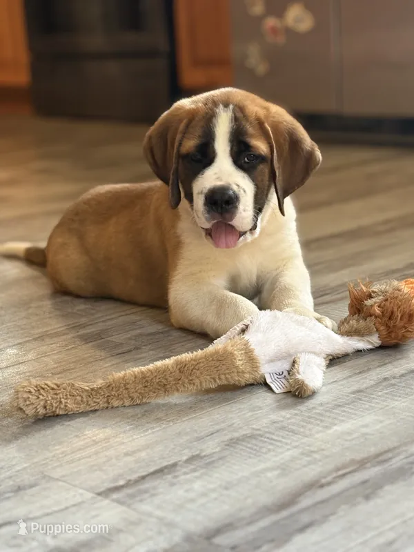 Rex – Saint Bernard puppy for sale in Greencastle, PA
