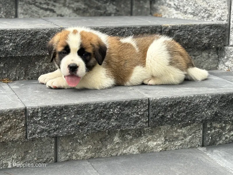Ace – Saint Bernard puppy for sale in Greencastle, PA