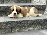 Ace, a male Saint Bernard for sale in Greencastle, PA – 1 of 3