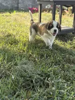 Zuma, a male Saint Bernard for sale in Greencastle, PA – 3 of 3