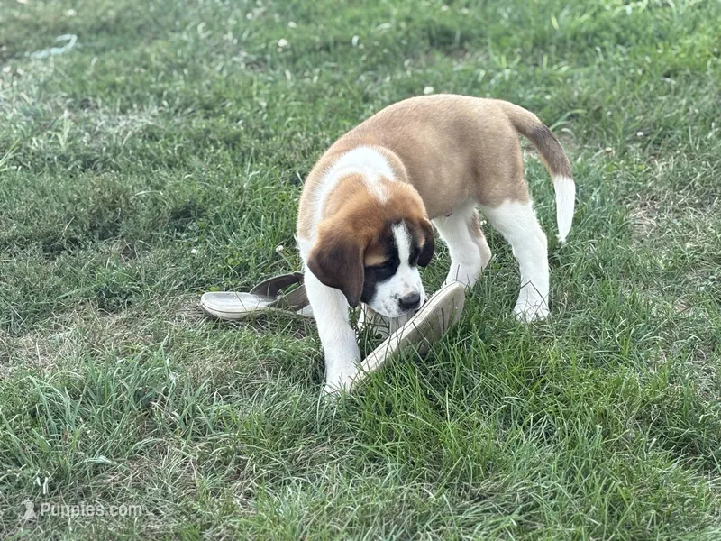 Rex – Saint Bernard puppy for sale in Greencastle, PA