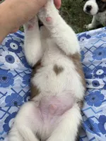 Tracker, a male Saint Bernard for sale in Greencastle, PA – 3 of 3