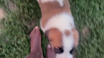 Ace, a male Saint Bernard for sale in Greencastle, PA – 3 of 3